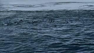 南極企鵝覓食, Antarctica Penguin feeding