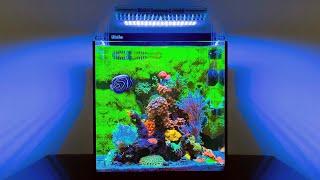 The BEST Nano Reef Tank I've Seen: 20 Gallon Aquarium