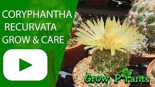 Coryphantha recurvata - grow & care (Beehive cactus)