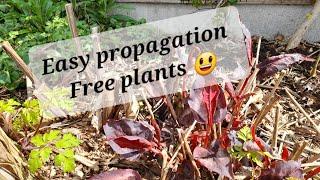 Persicaria propagation