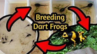 How to Breed Poison Dart Frogs - A Comprehensive Guide