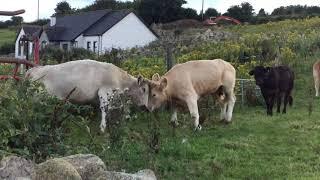 Cows just not getting along fighting