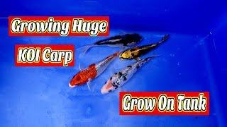 Growing Big Japanese Koi fry Carp Winter Grow on Tank pond Project