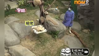 3月15日 細佬收到William奶爸的公主抱，難怪細佬喜歡William奶爸#panda #香港大熊貓 #大熊貓家姐細佬 #판다 cr:香港海洋公園nowtv