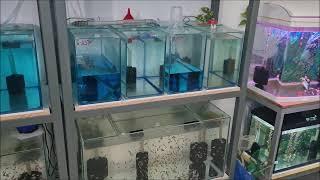 Tour in my fish room. All my aquariums in a single video...! My fish room complete tour 2024