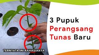 3 Rahasia Penyemprotan Pupuk Perangsang Tunas Baru