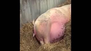 Big mother pig giving birth to piglets # The animal lifestyle.