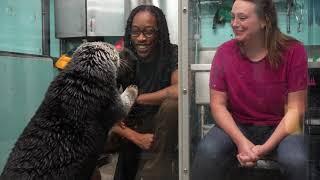 Sea Otter Encounter at Georgia Aquarium