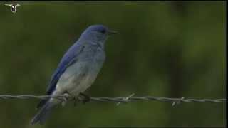 Male Mountain Bluebird