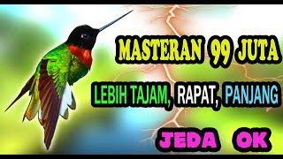 Masteran Burung Kecil Tajam Rapat Mewah