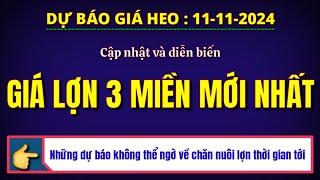 Giá heo hơi hôm nay ngày 11/11/2024 || Cập nhật và diễn biến giá lợn 3 miền mới nhất