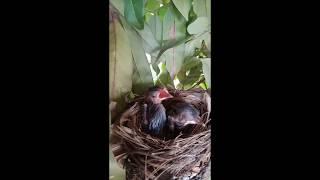 Bird chick waiting their meal, wild bird nesting in urban