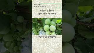 [주택575] 1억초반대 전원주택. 먼저 보시는분이 임자~ #shorts #밀양부동산 #밀양전원주택매매 #밀양촌집매매 #밀양주말용주택 #밀양세컨하우스 #밀양주말주택 #밀양주택