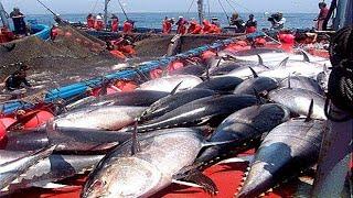 Setiap orang harus menonton video Nelayan ini - Menangkap ratusan ton tuna sirip biru raksasa