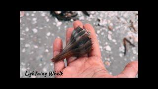 Ep.1.Sanibel Island, FL Shelling with Seashells & Seaweeds