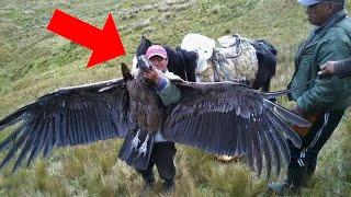 A Man Found An Eagle With a GPS Tracker. He Connected It To A Computer And Couldn’t Believe His Eyes