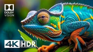 4K HDR Video ULTRA HD 120 FPS - Dolby Vision