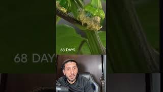 Grow green pepper in only 110 days #reaction