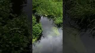 Calming Nature #stream #moss #pacificnorthwest #water #runningwater #naturesounds  #nature #shorts