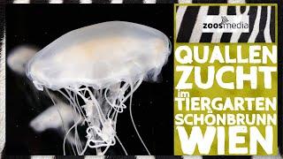 QUALLEN-Zucht im @thezoovienna | zoos.media