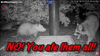 Cookies! Skunks, Raccoons, Opossum  ... BWHQ Akron, OH