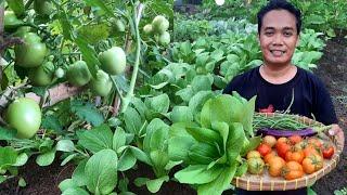 Inspirasi Berkebun Organik Di Halaman Rumah | Panen Sayuran Segar Setiap Hari Untuk Dimasak