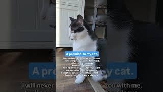 A promise to my cat... #shorts #catlove #catpromise #pets #love