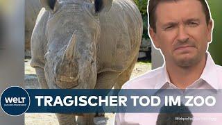 TÖDLICHER ANGRIFF: Junge Tierpflegerin stirbt bei Nashornattacke im Salzburger Zoo