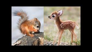 Süße Tierbabys Videos Zusammenstellung - süßer Moment der Tiere  5