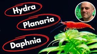 Common Shrimp Tank Pests and How to Deal With Them - PLANARIA, HYDRA, DETRITUS WORMS AND MORE!