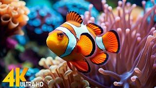 Aquarium 4K VIDEO (ULTRA HD)  Beautiful Coral Reef Fish - Relaxing Sleep Meditation Music #138