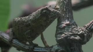 ‘Pencil tip-sized’ chameleons hatch at British zoo