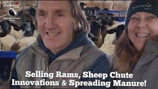 Busy Day On A Sheep Farm: Selling More Rams, Sheep Chute Innovations & Manure Spreading