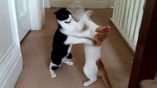 Cat Fight Compilation Video