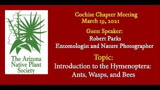 Introduction to Hymenoptera: Ants, Bees, and Wasps
