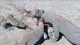 Komodo Dragons Eating A Baby Buffalo Alive️NOT For Sensitive Viewers️