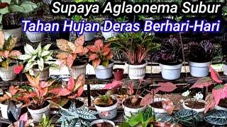 Cara Merawat Aglonema Agar Tumbuh Subur