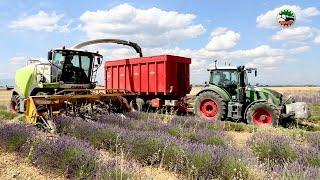 Claas Jaguar 840 | Fendt 516 | Lavanda 2024 |  FT24