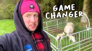 Someone phoned the SSPCA!  |  Lambing Day 16