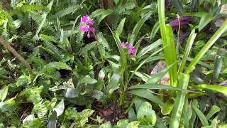 Spathoglottis Ground orchid￼ #florida #garden #subtropical #orchid #orchids #flowers @lowes