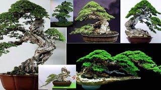 80 Bonsai Santigi