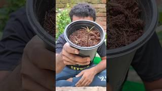 Propagating a mango  plant from seed  #propagation #germination #shorts