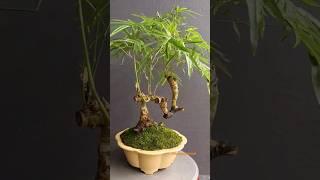 cây tre bonsai đẹp