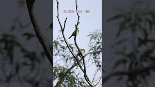 Rainbow  Bee-Eaters  one of my favourite birds, the only native bee-eater to australia! #birds