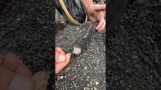 How To Catch Monkey-Face Eel