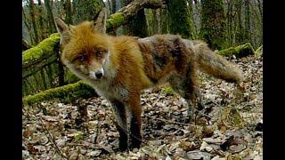 Red Fox with mange. Rotfuchs mit Räude. Eifel bei Dohr, Germany