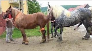 Yegua revolucionando a potros jóvenes futuros sementales.caballos y yeguas Andalusian horses 1