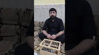 #حمام #زاجل البطل جراح ابو حنين يشرح عن طيره الاغر وا نجازاته سلالته بنائه وا حفاده