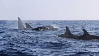 Eastern Tropical Pacific Killer Whales in San Diego at Sunset!