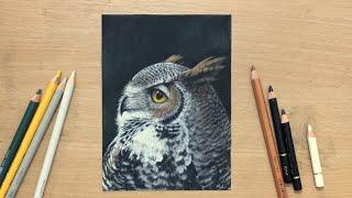 Colored Pencil Drawing of a Tiger Owl